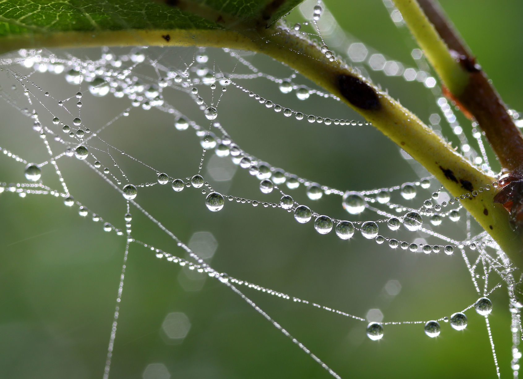 091619bp-dewdrops-03